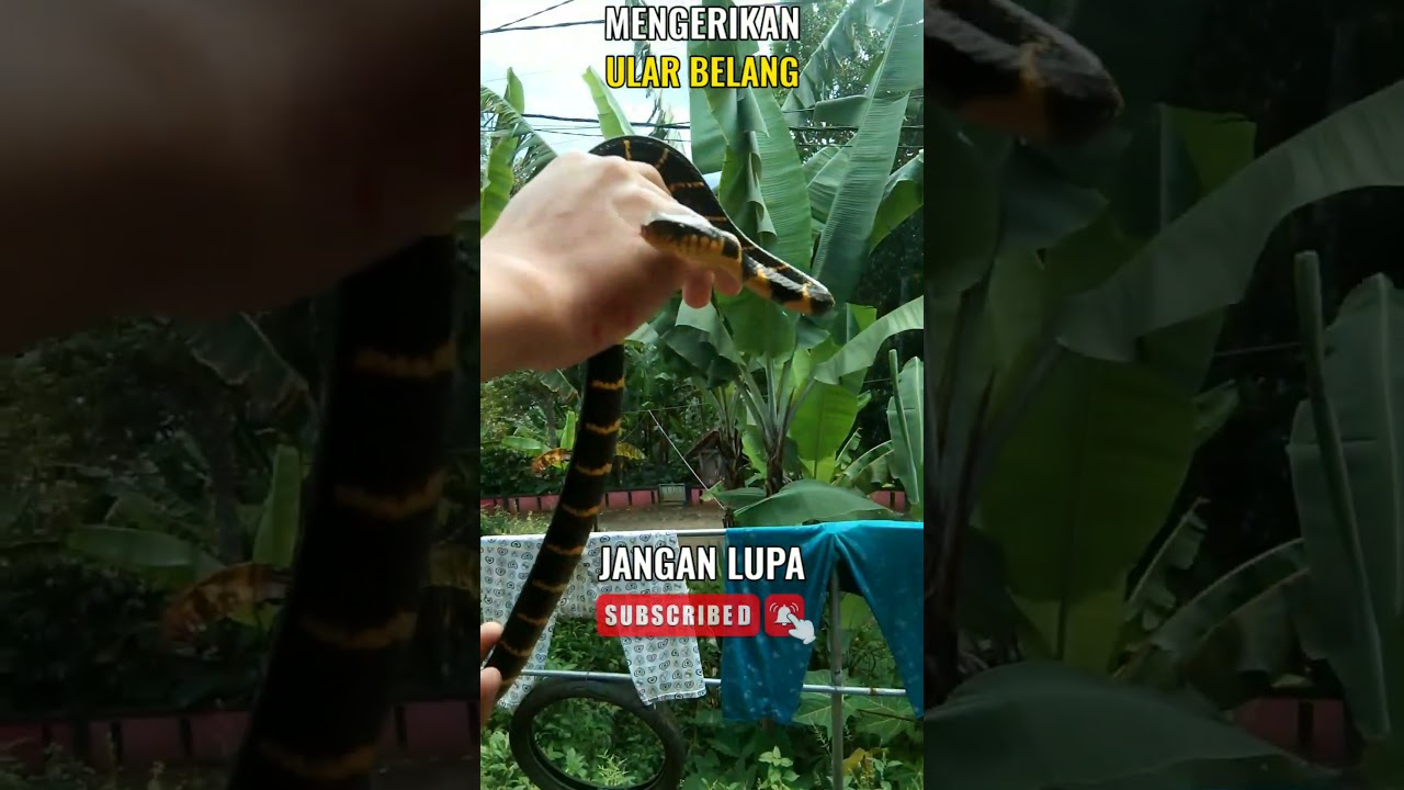 MAININ ULAR BELANG EMANG GA BAHAYA ?