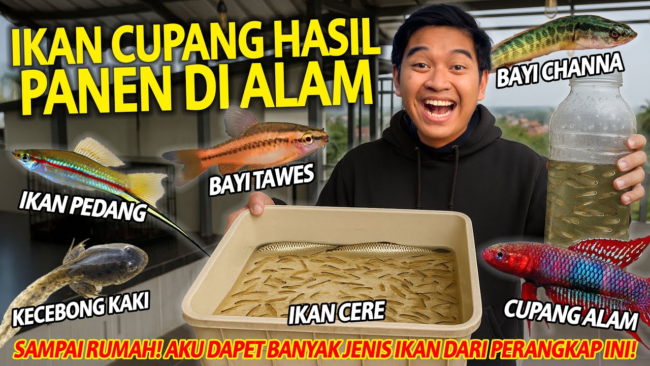 BETTA FISH HASIL PANEN DI ALAM SAMPAI RUMAH! SORTIR SEMUA IKAN YANG AKU DAPET! BANYAK JENISNYA!