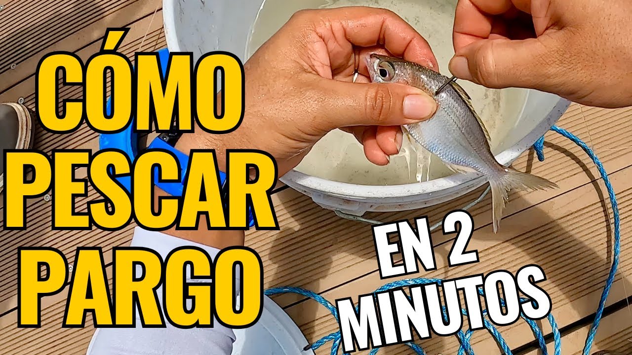 C&Oacute;MO PESCAR PARGO || CARNADA VIVA