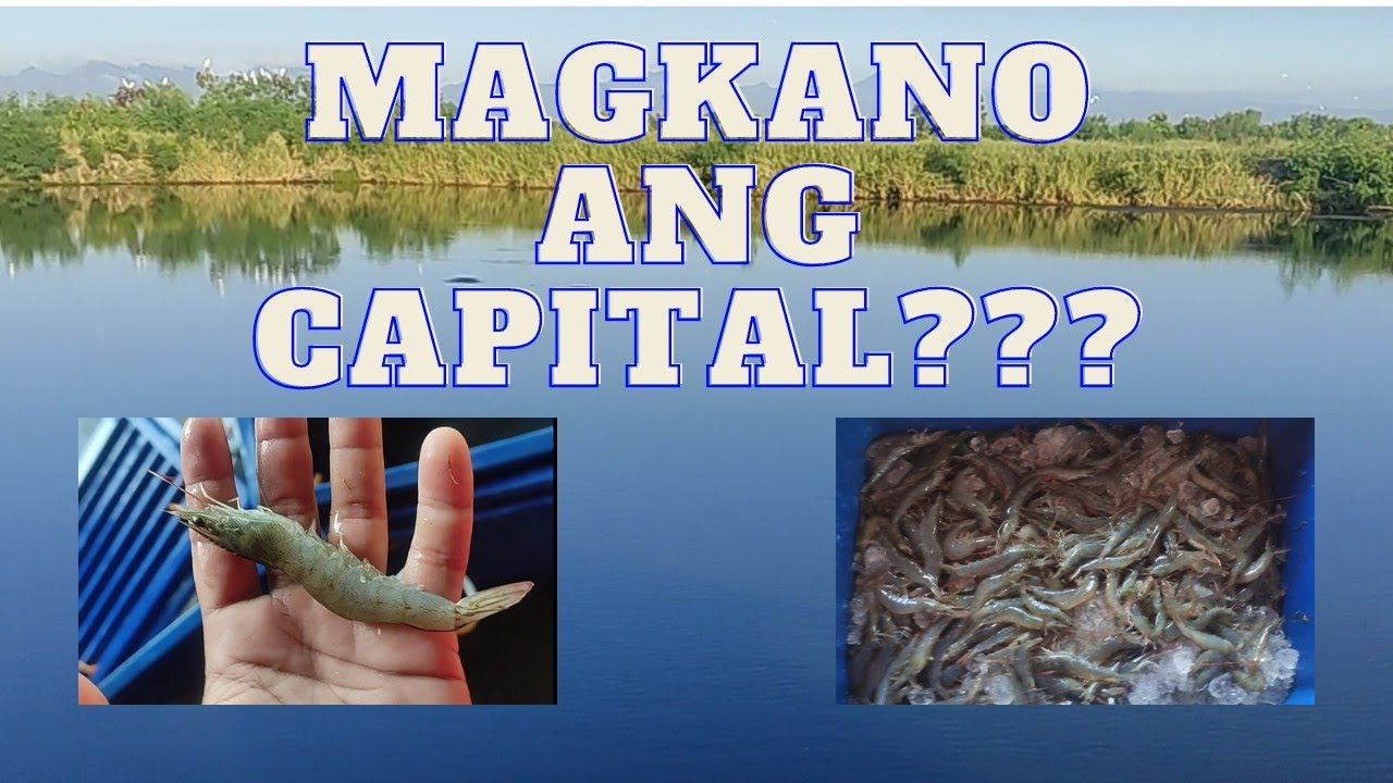 Plaisdaan business| Magkano ang capital per hectar?