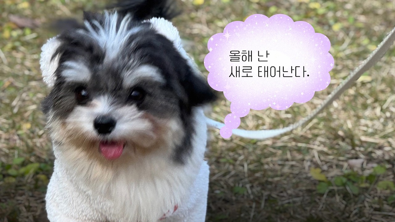 유기견 춘복이 적응기 입양 브이로그