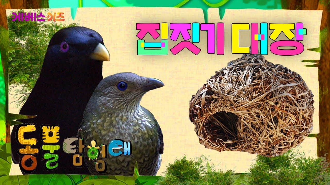 나뭇가지와 풀을 엮어 둥지를 만드는 새!ㅣ집짓기 대장ㅣ파니파니 동물 탐험대ㅣKBS 방송