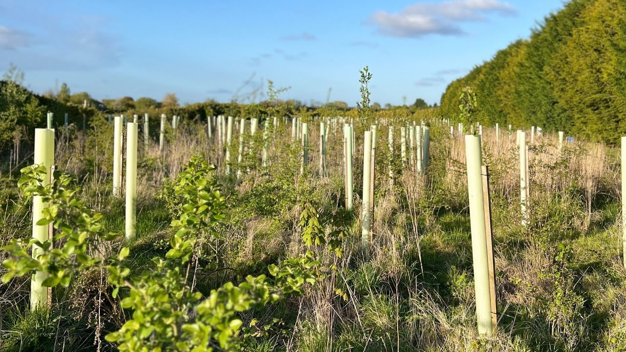Tree planting weekend with the YesTribe