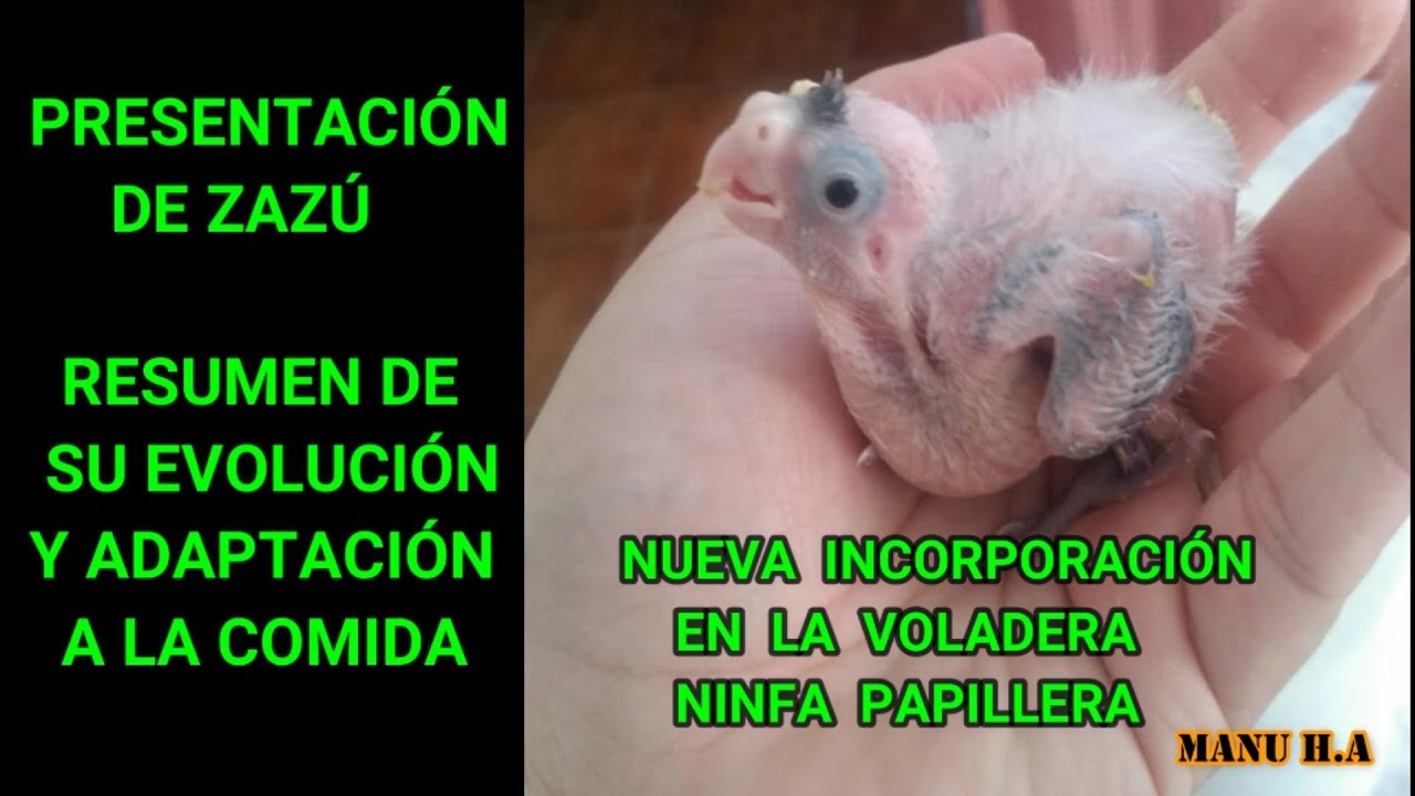 Ninfa papillera, evolución y  adaptación a la alimentación y cambio del fauna box a la jaula.