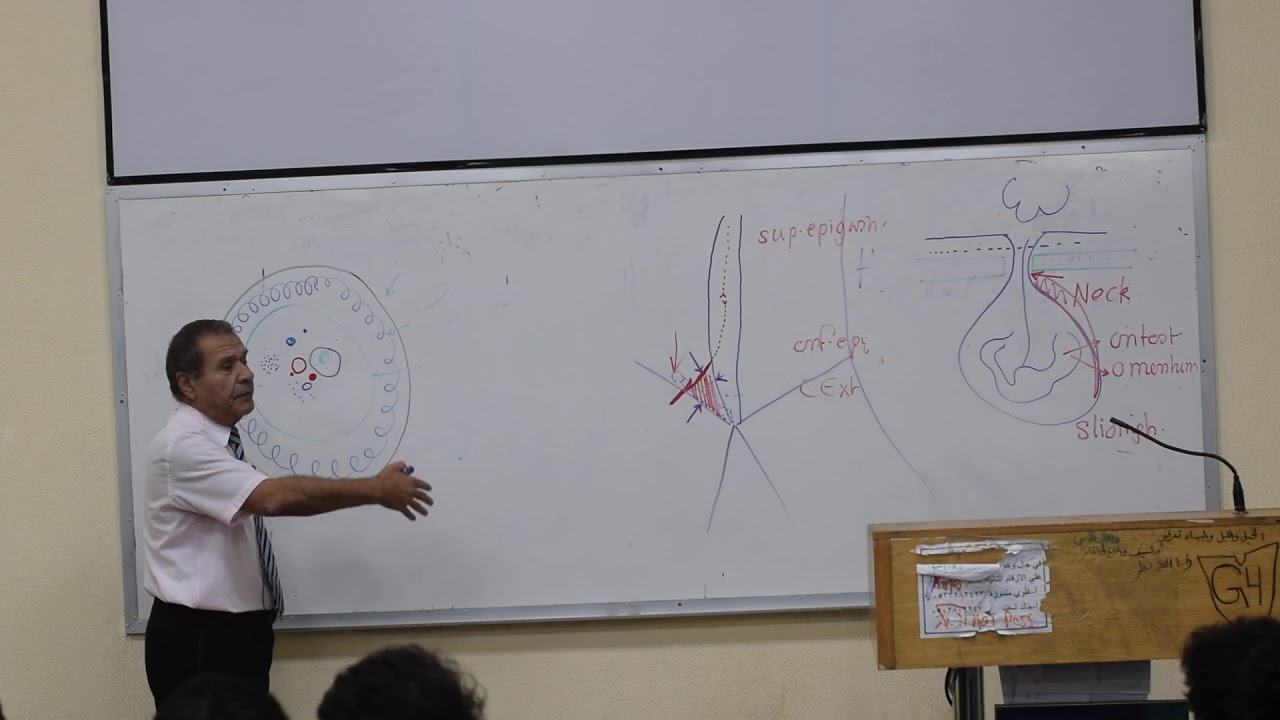 Surgical anatomy 2/4