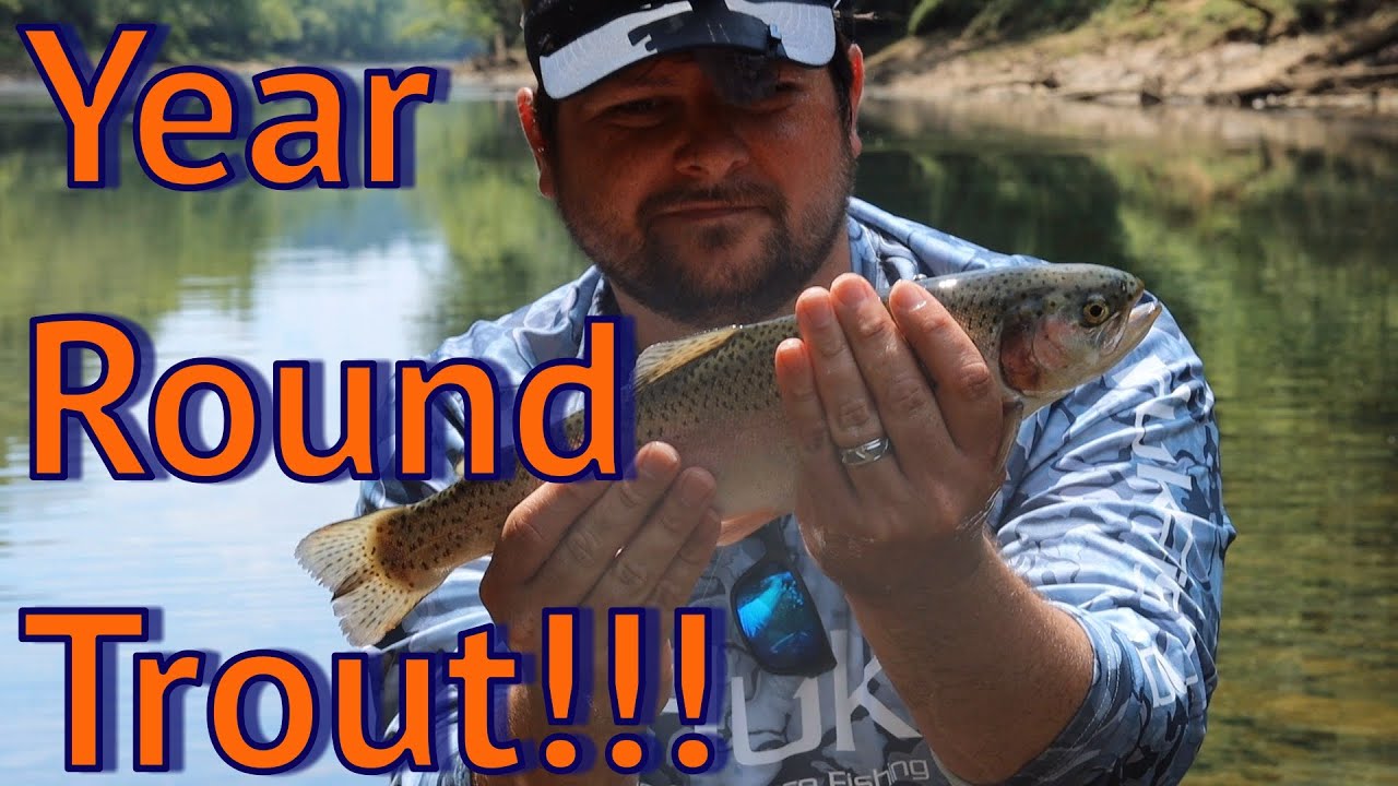 Year Round Trout Fishing (Sipsey Fork of Alabama)