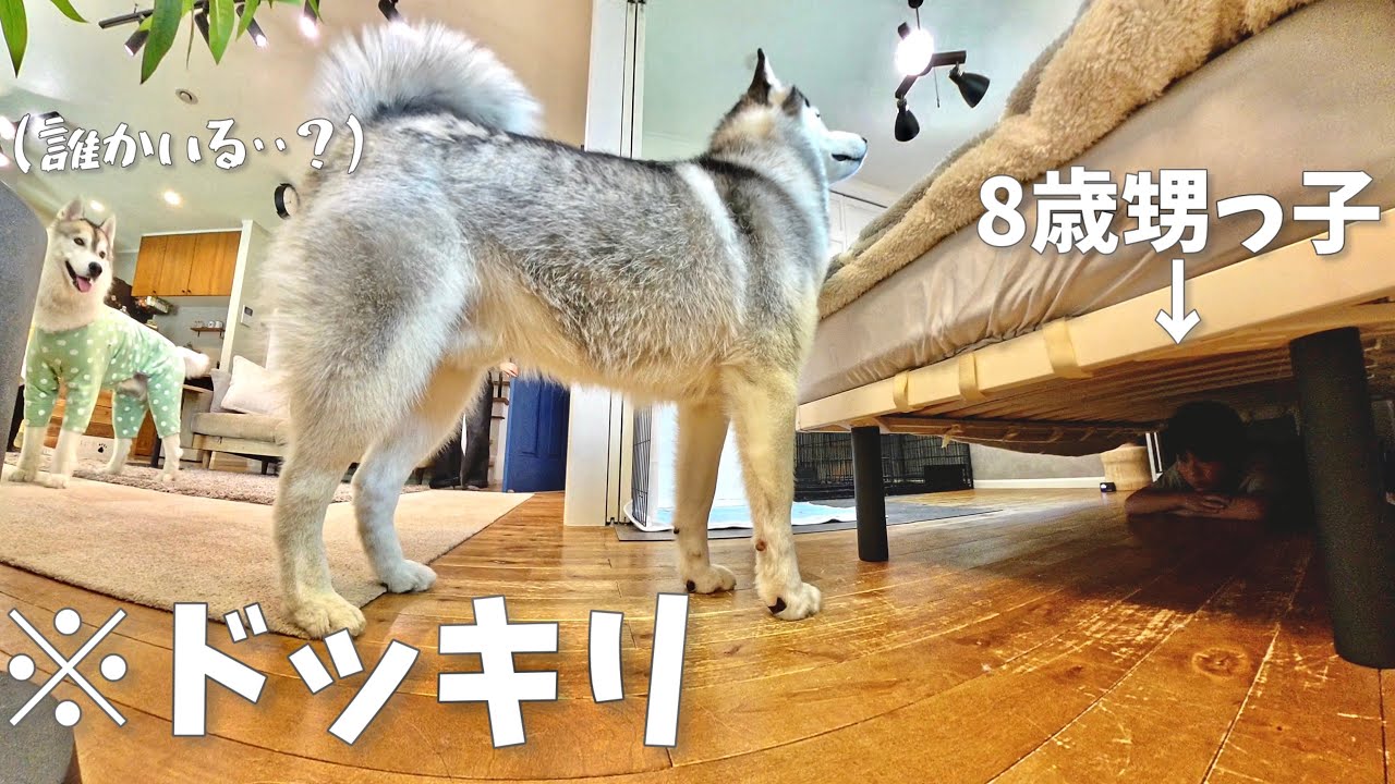 【検証】散歩から帰ると3ヶ月会ってない甥っ子がベッドの下に隠れてたら気づくのか！？　【シベリアンハスキー】