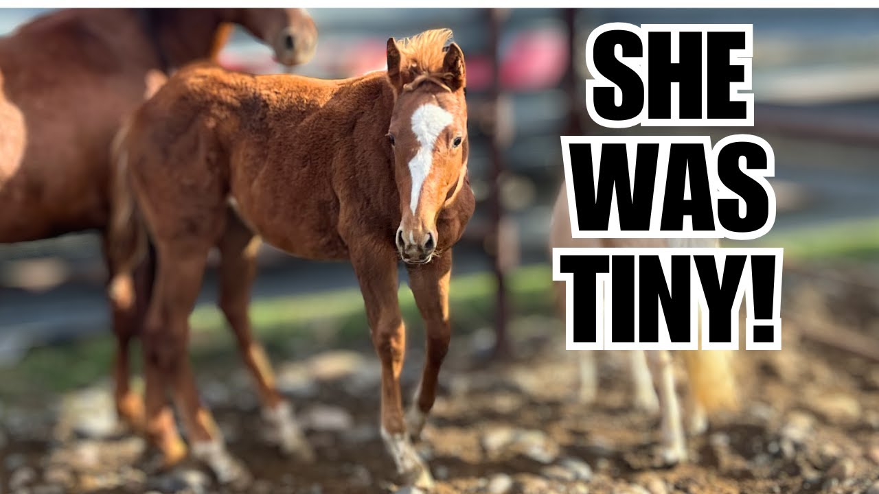 $25 Auction RESCUE horse ~ 2 year Transformation! ❤️