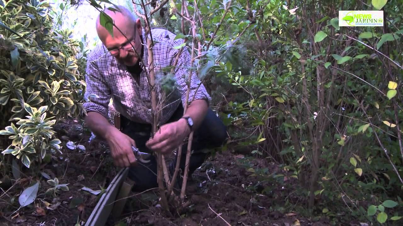 La taille du buddléia
