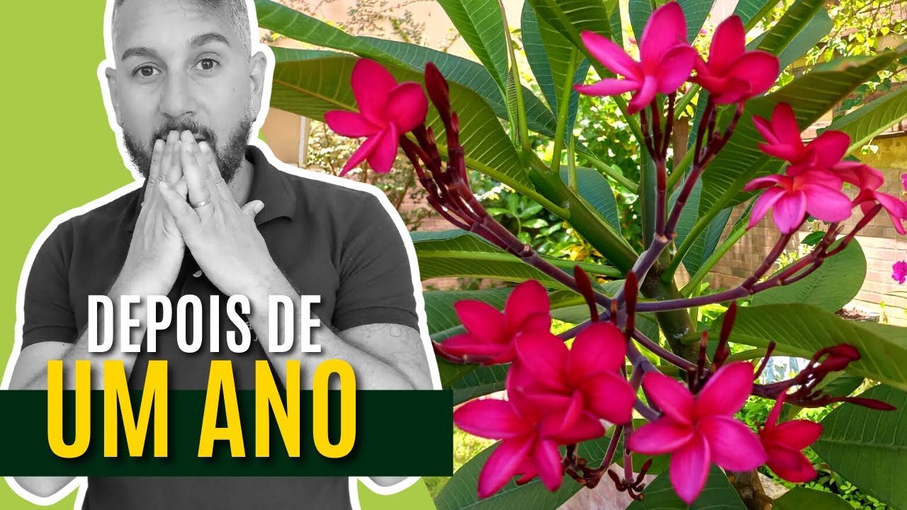 Como está o meu JASMIM MANGA depois de UM ANO