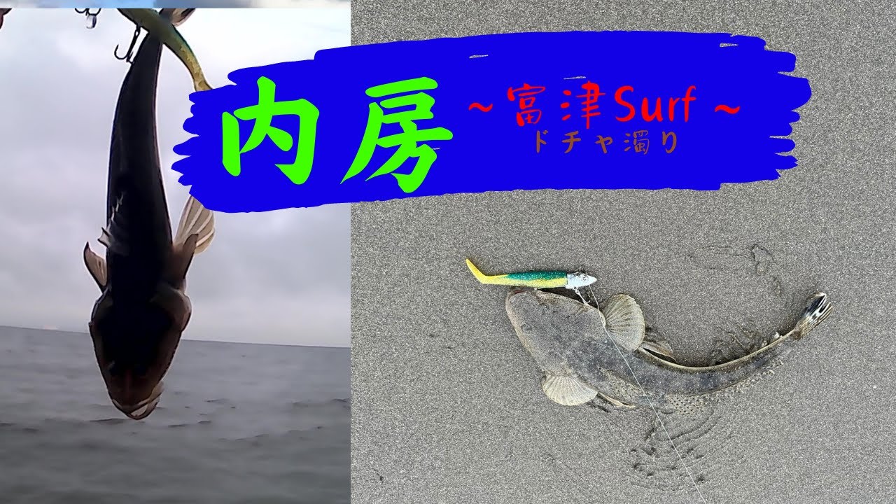 【内房サーフ】マゴチ釣果好調の富津エリア釣行です