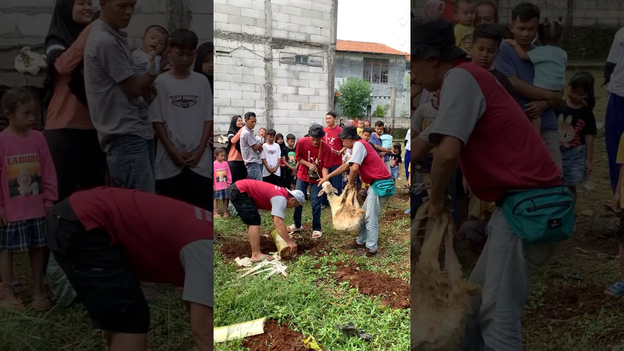 Kurban kambing‼️ idul adha 2025 #shortvideo #viralvideo #kurban #kambing