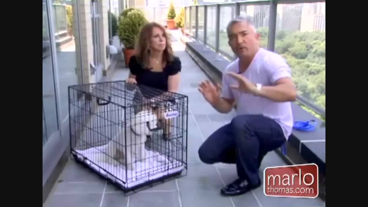 Crate Training Cesar Milan Dog Whisper