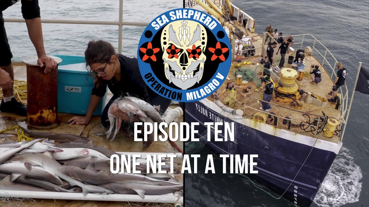 Op Milagro V Episode 10 - ONE NET AT A TIME