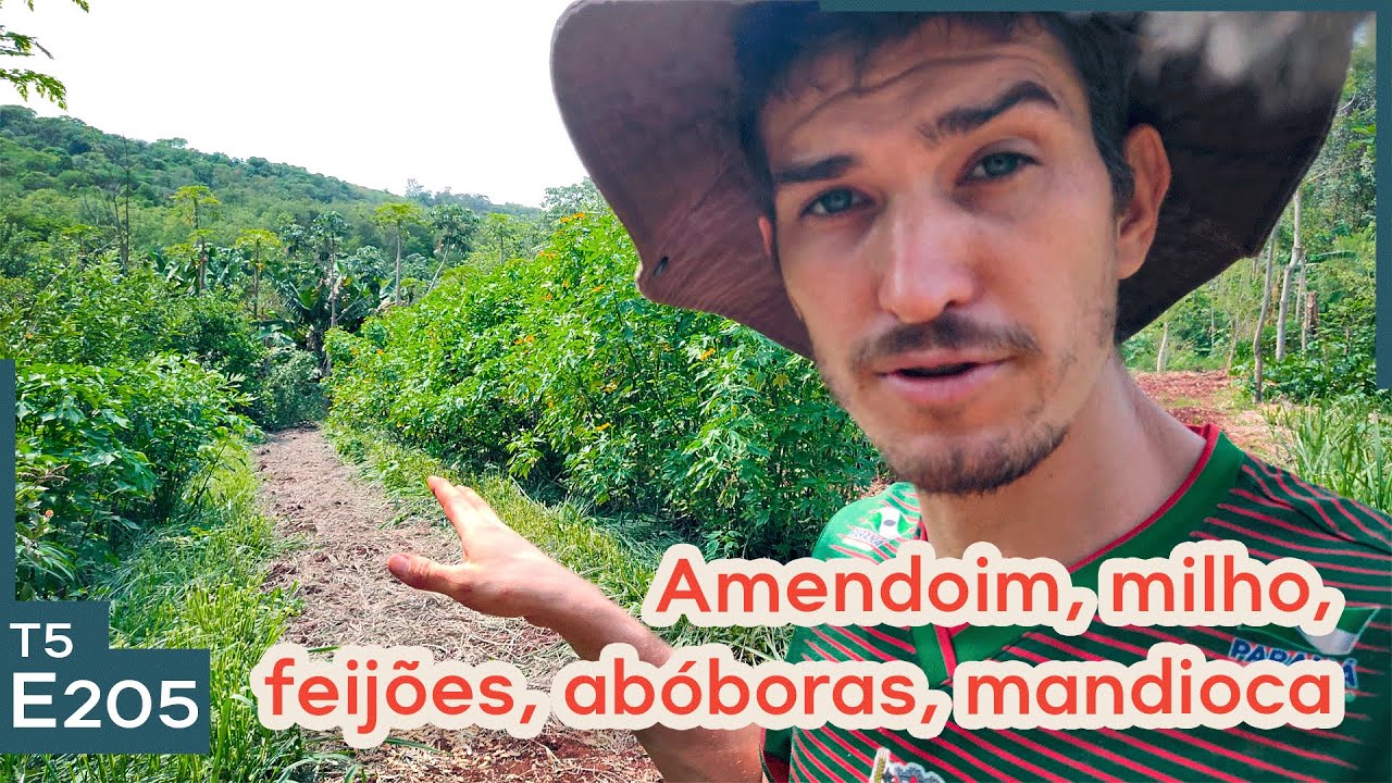 Dando início aos plantios na Agrofloresta de grãos/SAF grãos