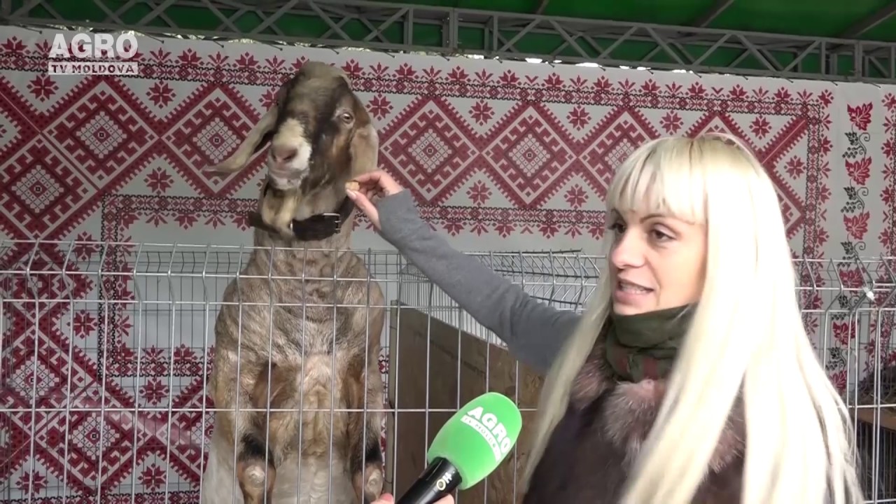Gospodarii Moldovei la Expoziția FARMER 2016