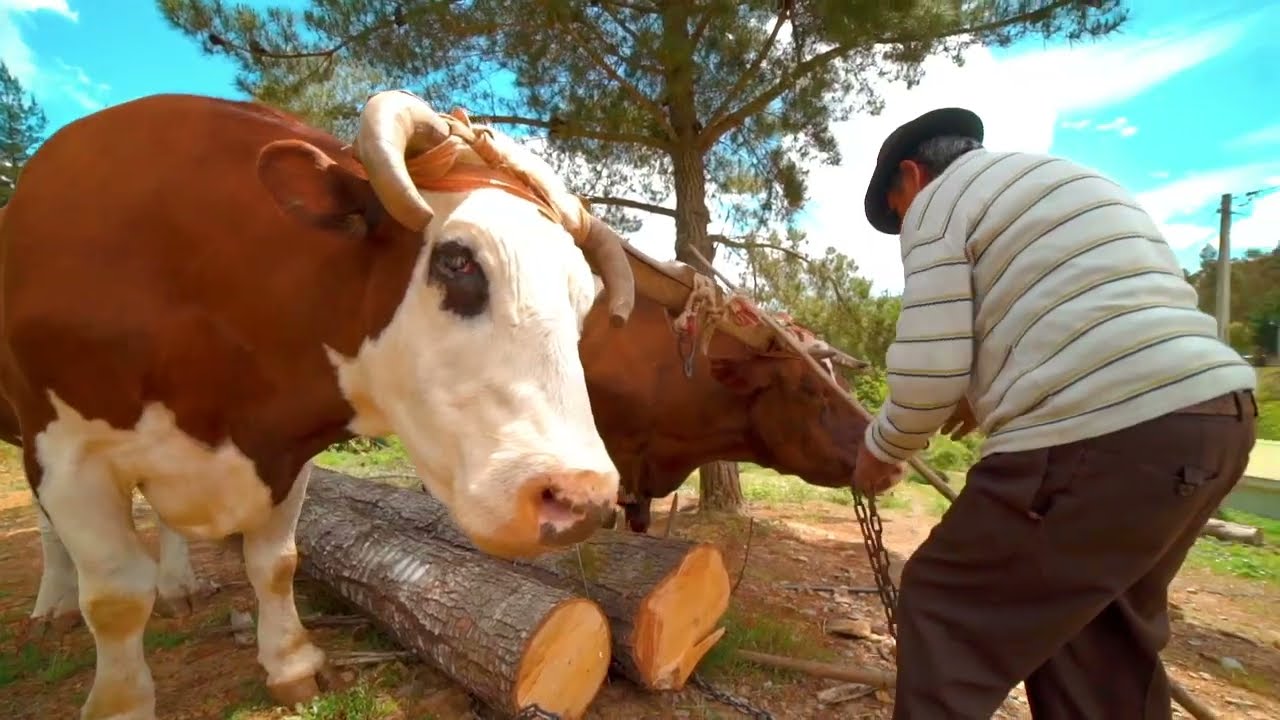 Los Lumaquinos Alegres - El Toro Se LLama ( Video Oficial )