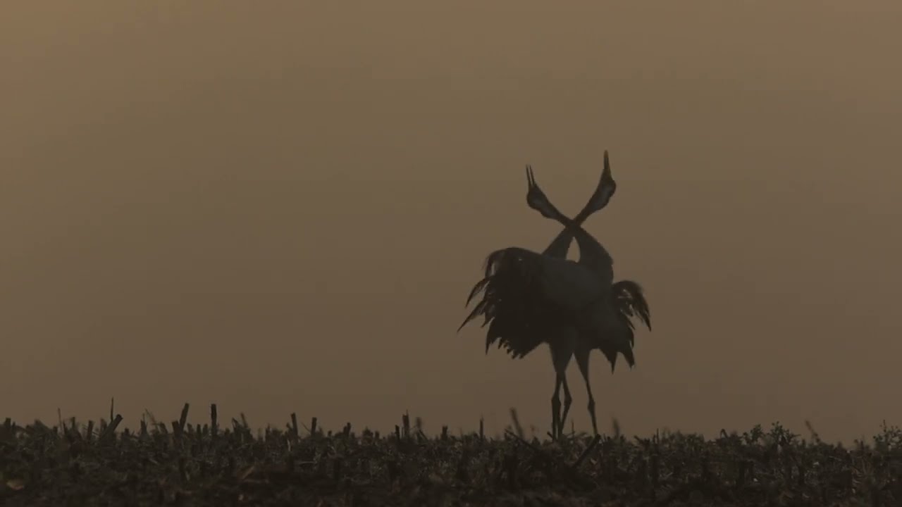 GRUES - DU1 IFFCAM