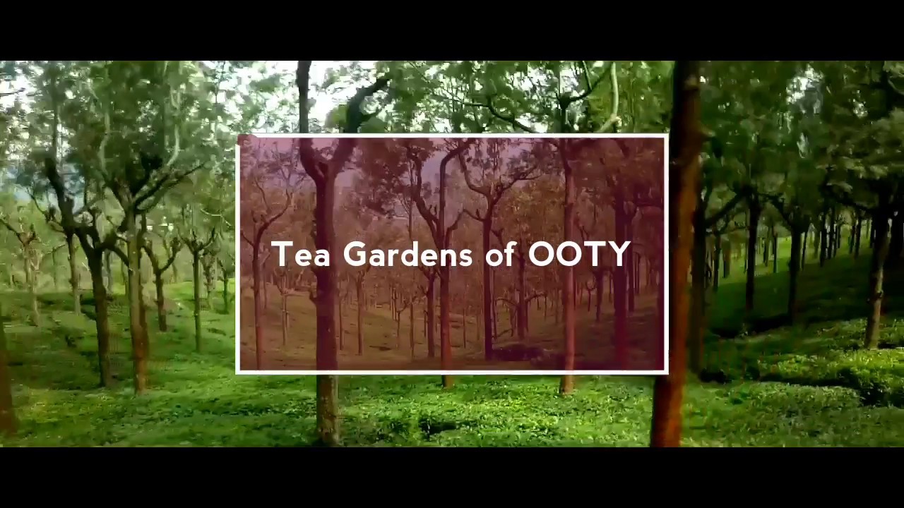 Ooty Tea Gardens