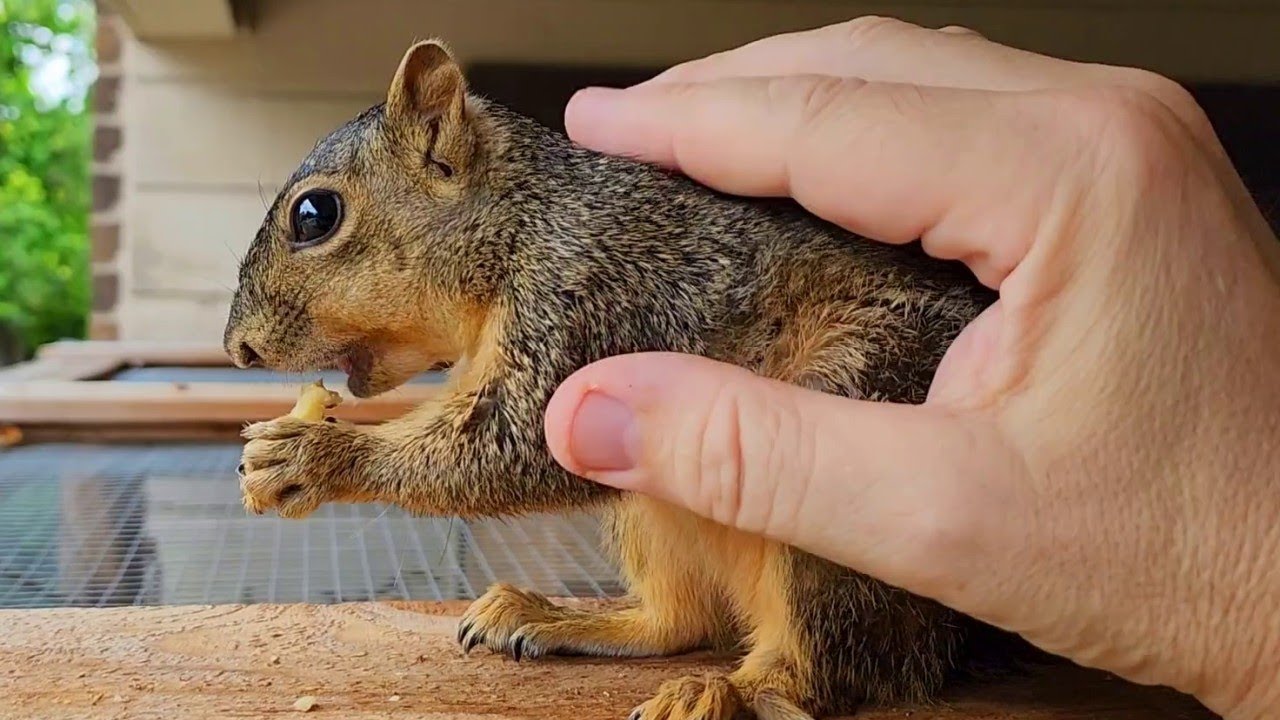 Released Squirrel Returns After Two Weeks In the Wild