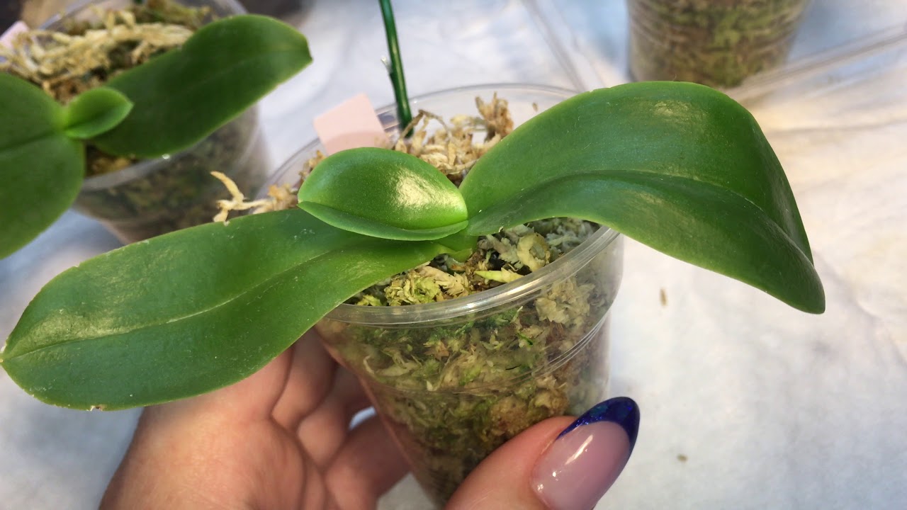Phalaenopsis gigantea в размере 1,7 / Как быстро адаптировать растение к домашним условиям