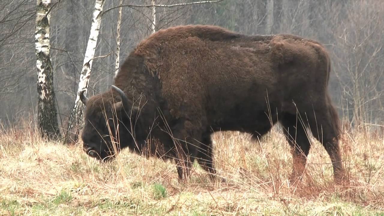 wisent, Bison bonasus, European bison, Bison d 'Europe
