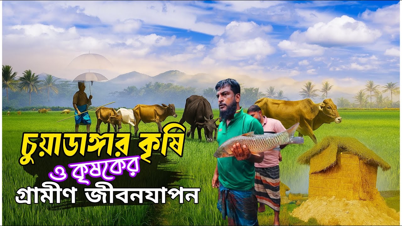 বাংলার কৃষি ও কৃষক  পর্ব-১ || Village life in Chuadanga || চুয়াডাঙ্গার গ্রামে গ্রামে