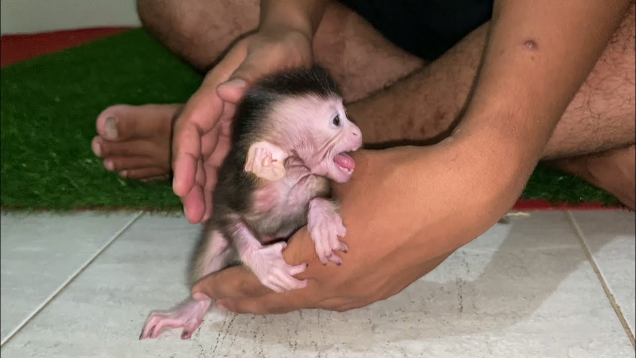 BABY MONKEY WHO LIKES TO GET ANGRY, BUT LILLY IS SO ADORABLE WHEN ANGRY AND SUCKING ON A PACIFIER