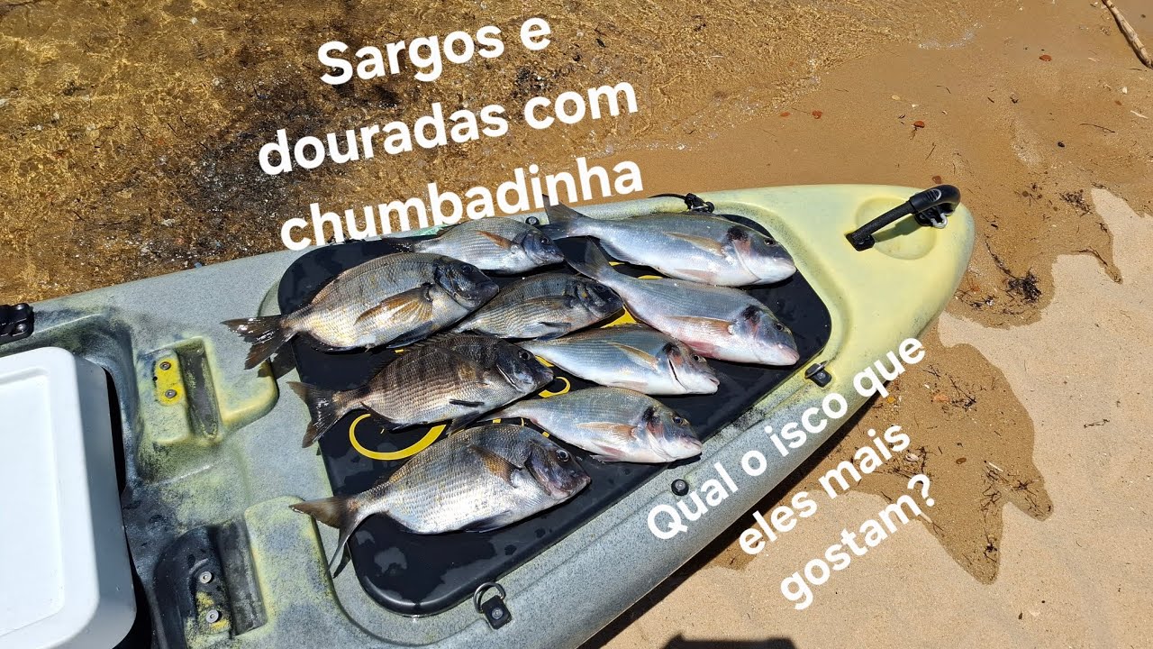 Sparus aurata in the Sado River, Portugal 🇵🇹💥🎣Sargos e douradas no rio Sado 2025