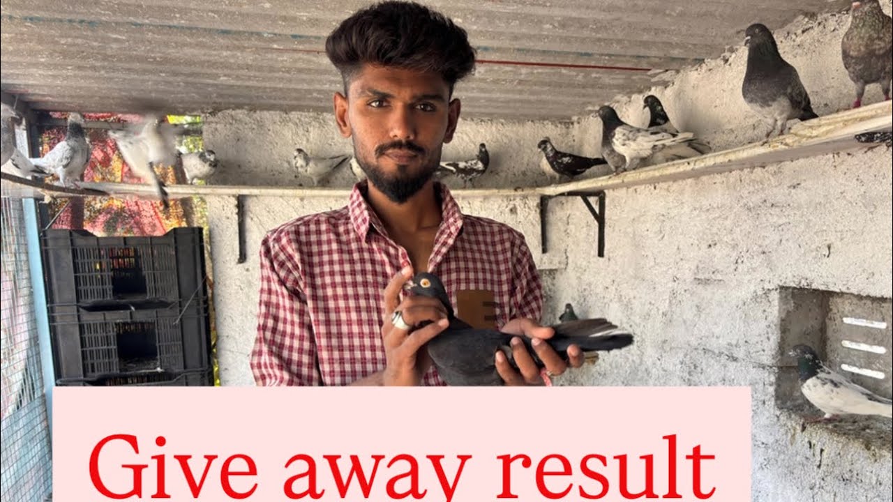 Kabutar free mein de diya Aaj 