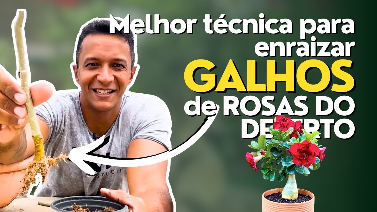 Melhor técnica para enraizar galhos de Rosas do Deserto!