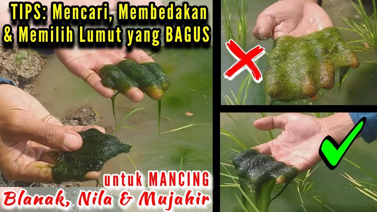 TIPS: Cara Memilih Lumut yang BAGUS untuk Umpan Mancing Belanak, Nila & Mujahir