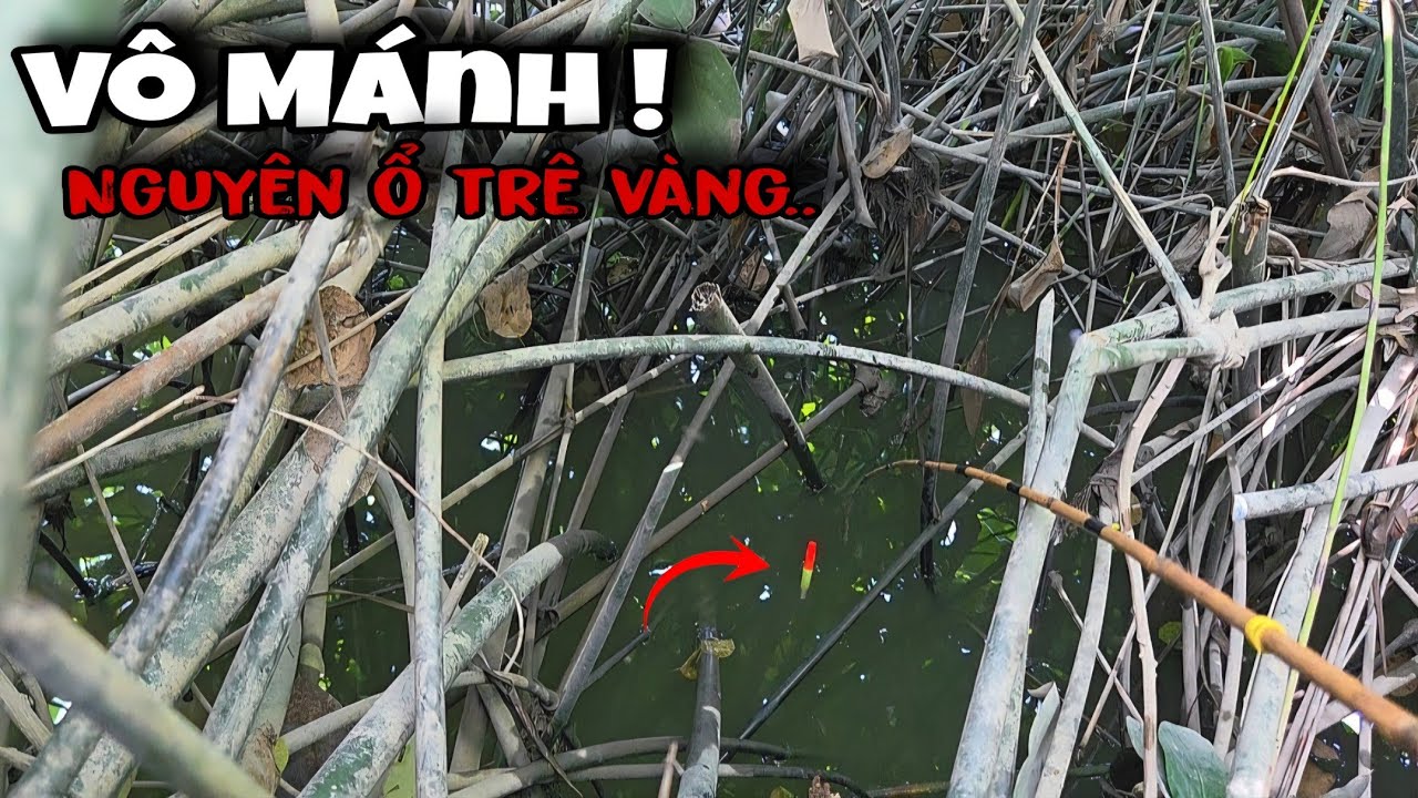 225 - Câu Cá Rô Đồng Mà Gặp Mấy Điểm Câu Như Này Thì Giật Đã Tay