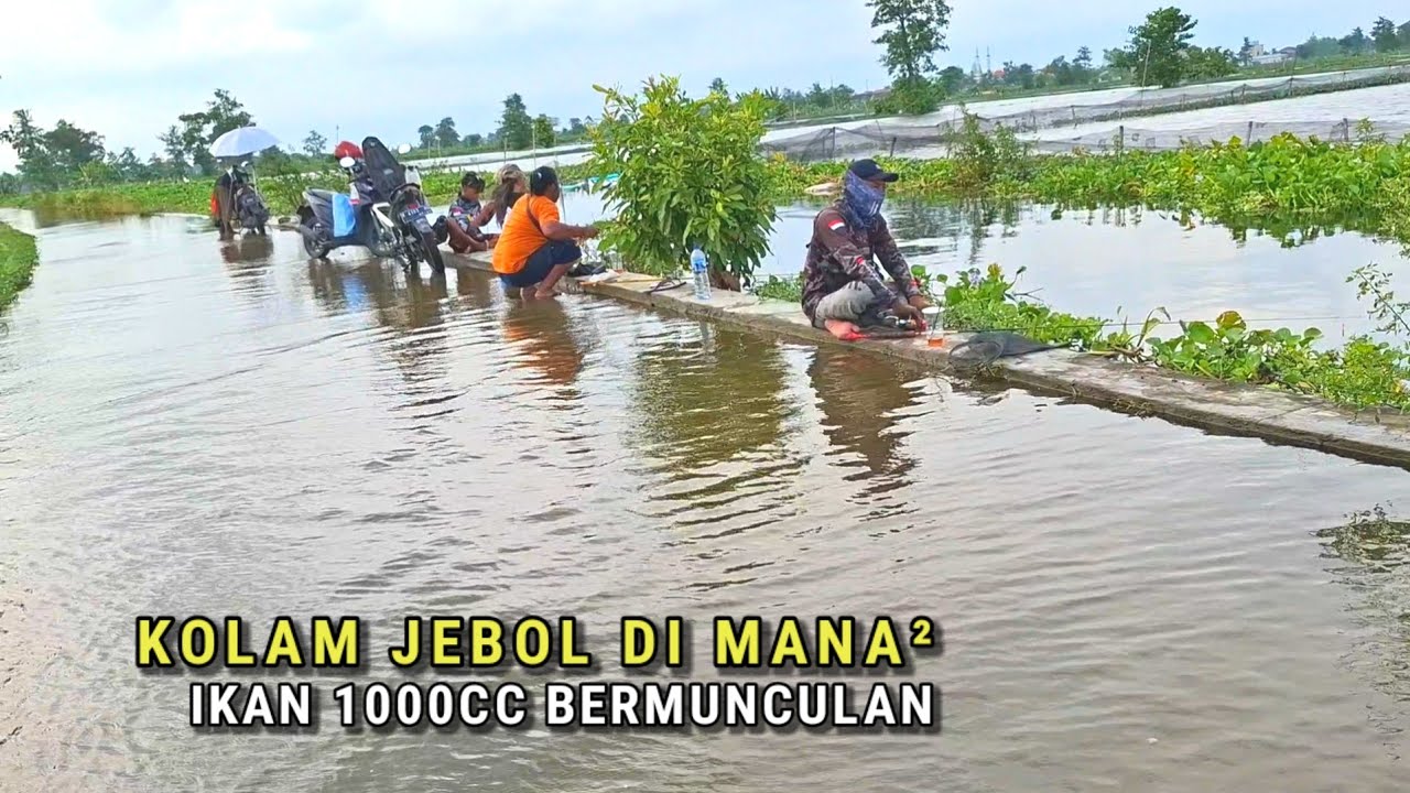 IKAN 1000 CC.. Mancing diamuk ikan Sombro liar sebesar ini