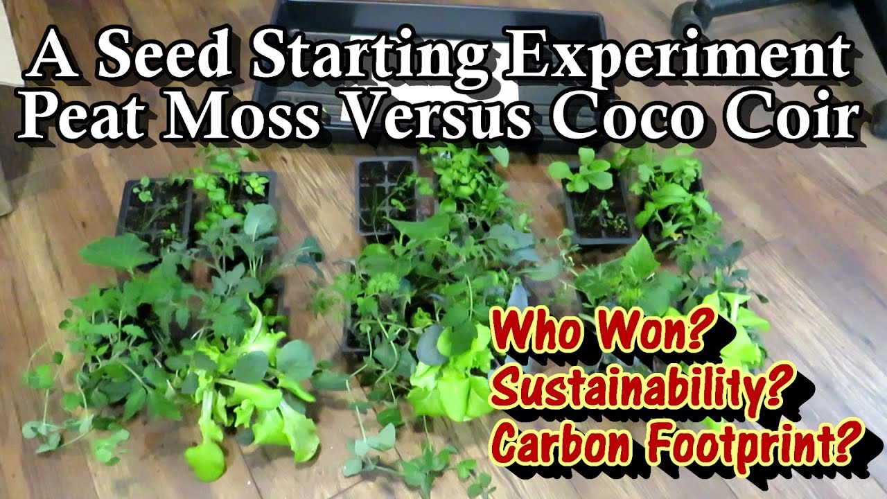 A Seed Starting Experiment  - Peat Moss v. Coco Coir:  Who Won, Environmental Concerns, Your Choice
