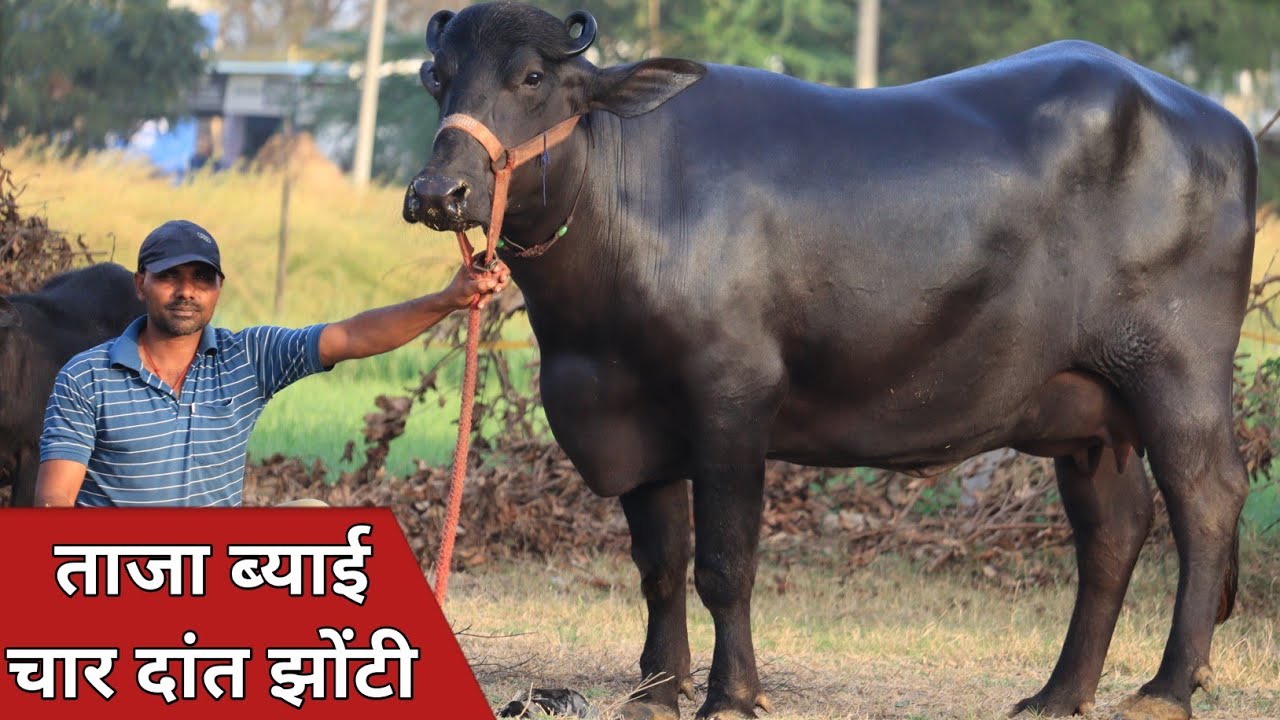 चार दांत पहलन झोटी, कांटे के तोल में बिक्री के लिए उपलब्ध || Deepak Nangthala (9813793126)
