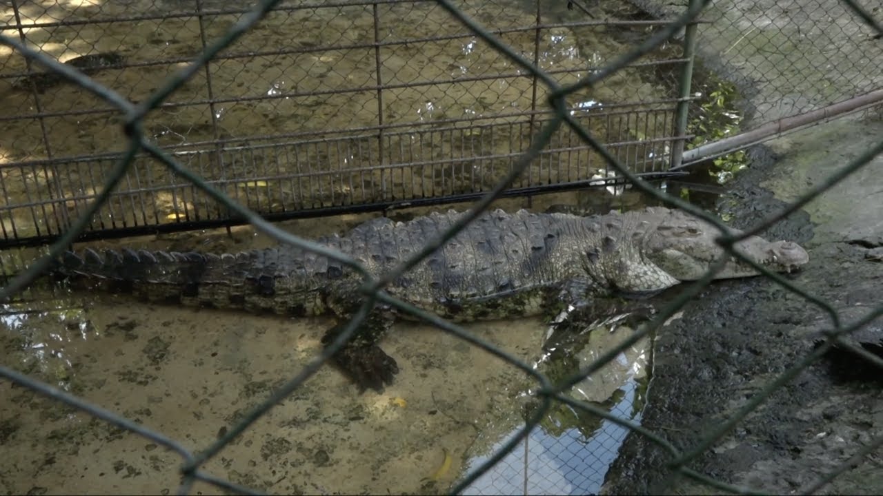 Zoológico de Nicaragua en crisis por COVID-19