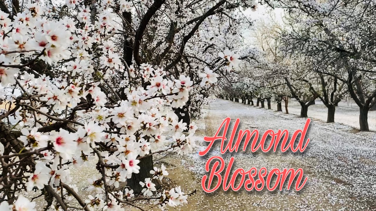 ALMOND BLOSSOM | CALIFORNIA