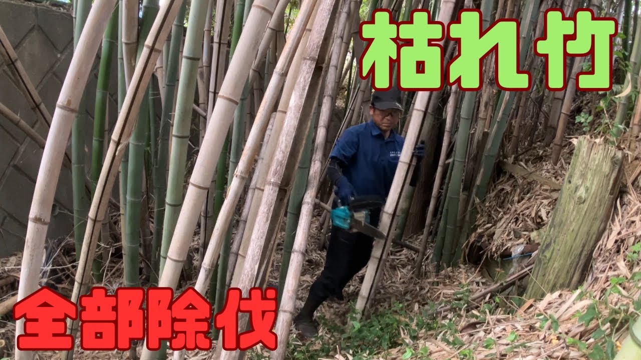 【竹林整備】倒れる隙間がないほど密集した竹を切る【伐採】