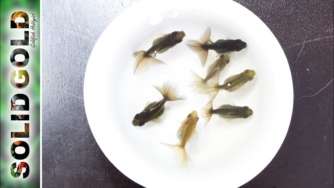 Butterfly Fry at 11 Weeks