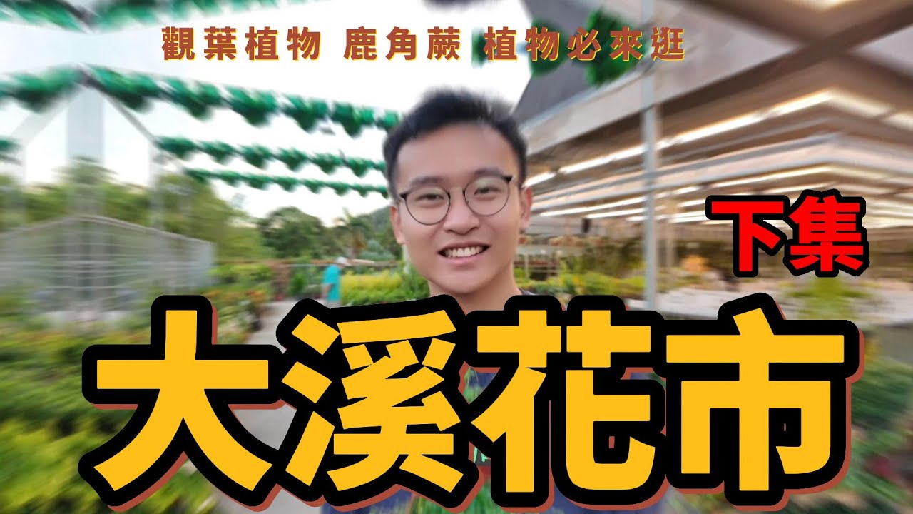 大溪花市《下集》|桃園假日花市|可參考暮野荒原|桃園 |桃園花市|鹿角蕨 | 觀葉植物| 建國花市|桃園虎頭山假日花市|週休假日好去處|桃園市區的花市