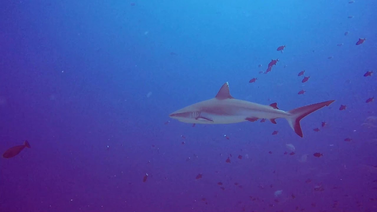 Scuba Diving Kuramathi Island Resort