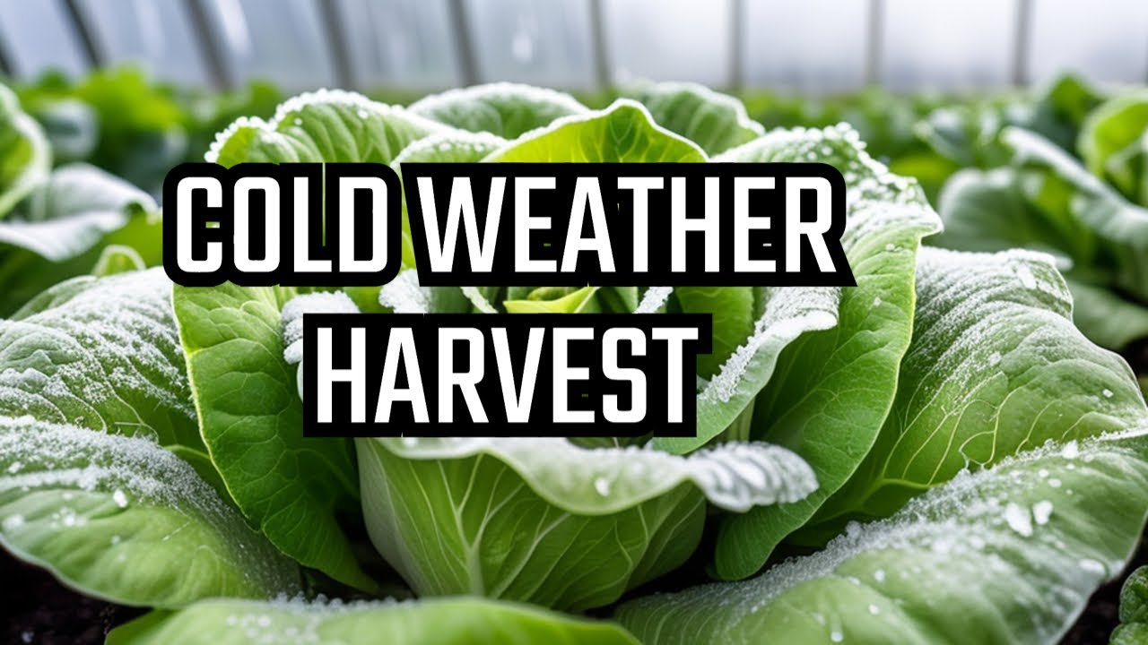 Grow Lettuce All Winter Long: 5 tips for Success!