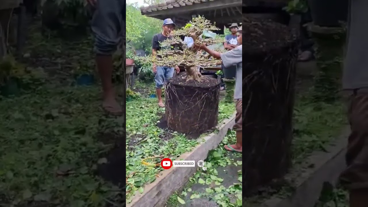 PROSES BONGKAR BONSAI WARU SEPATU BARU #shorts
