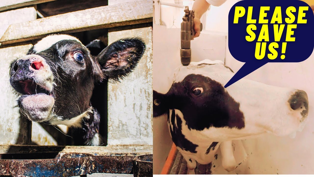 Dairy Industry Truth Exposed! Save Animals Save Nature! Arla UK Dairy Industry! #shorts