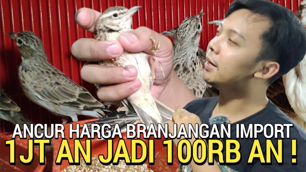 LEBIH GILA ! ASAL JADI DUIT OBRAL 100RB AN BRANJANGAN BIMAKULA DI PASAR BURUNG PRAMUKA HARI INI