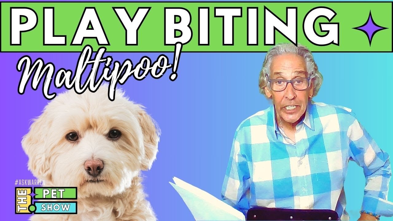How Do I Get My DOG To Stop Play Biting?