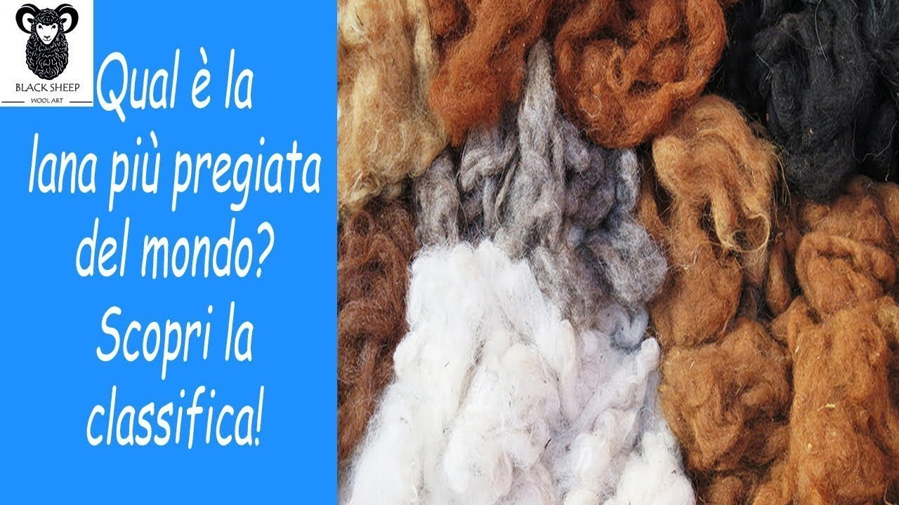 Qual è la lana più pregiata del mondo? Scopri la classifica!