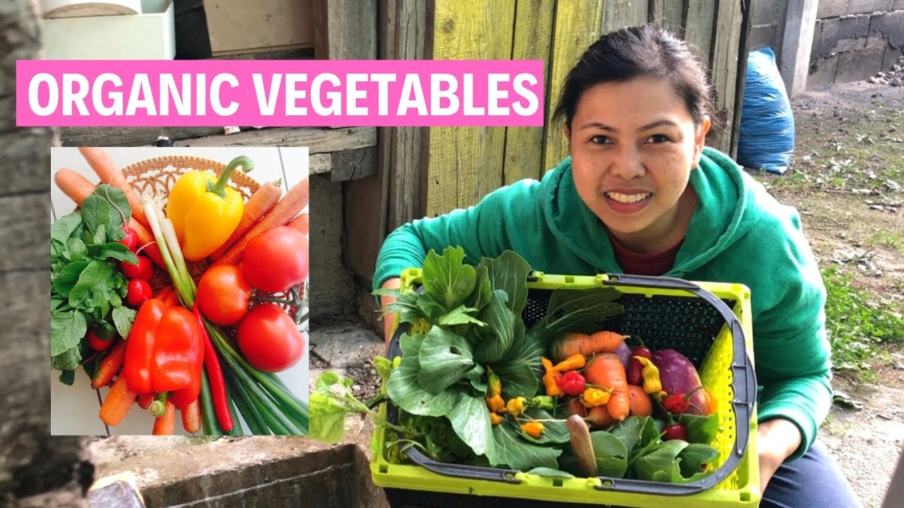 Organic Vegetables | Harvesting Fall Vegetables in the Organic Garden