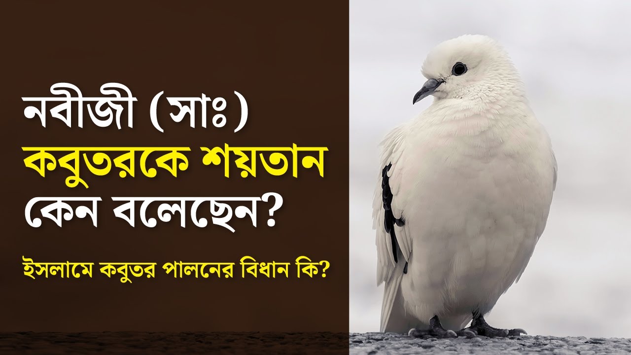 নবীজী (সাঃ) কবুতরকে শয়তান কেন বলেছেন? কবুতর খাওয়া কি হারাম নাকি হালাল ? the pigeon islamic story
